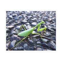 Praying Mantis Canvas Prints