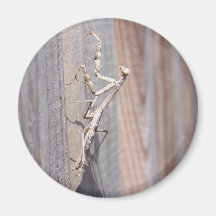 Praying Mantis Magnet