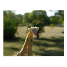 Praying Mantis Post Cards
