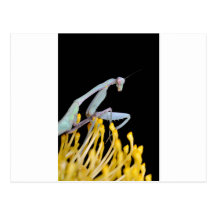 praying mantis post cards