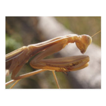 Praying Mantis Postcard