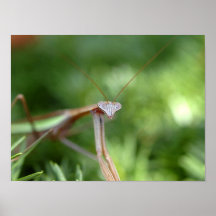 Praying Mantis Print