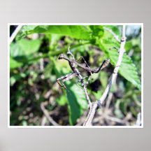 Praying Mantis Poster