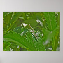 Praying Mantis Poster