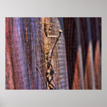Praying Mantis Posters