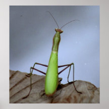 Praying Mantis Print