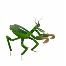 Praying Mantis Sculpture Photo Cut Out