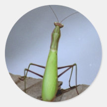 Praying mantis sticker