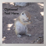 Praying Squirrel Poster Enlargement