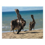 Preening Pelican Photo Art