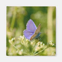 Pretty Butterfly Magnet