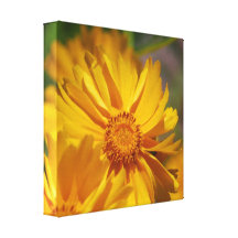Pretty Coreopsis Flowers Canvas Print