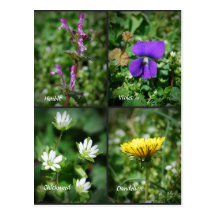 Pretty Edible Weeds postcard