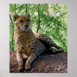pretty kitty print