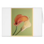 Pretty LIly Cards