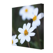 Pretty Little White Flower: Macro Closeup View canvas prints