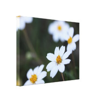 Pretty Little White Flower: Macro Closeup View canvas prints