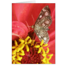 Pretty Moth on Red Flower Greeting Card