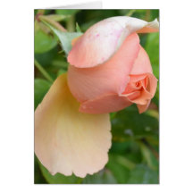 Pretty Peach Rose Bud Card