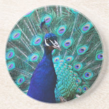 Pretty Peacock Coaster