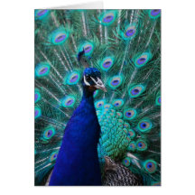 Pretty Peacock Greeting Card