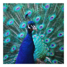Pretty Peacock Invitations