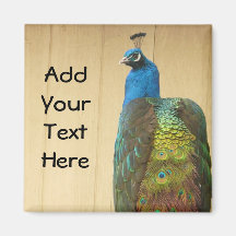 Pretty Peacock on Fence Magnets