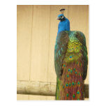 Pretty Peacock on Fence Post Cards