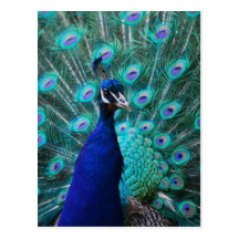Pretty Peacock Postcard