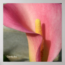 "Pretty Pink Calla Lily" Poster