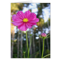 Pretty Pink Cosmo Greeting Card