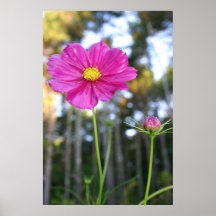 Pretty Pink Cosmo Poster