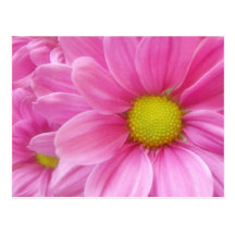 Pretty Pink Daisy postcard