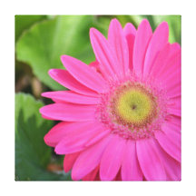 Pretty Pink Gerbera Stretched Canvas Prints