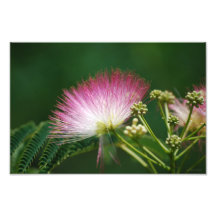 Pretty Pink Mimosa flower print Photograph