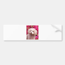 Pretty Poodle Bumper Stickers