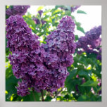 Pretty Purple Lilacs Poster