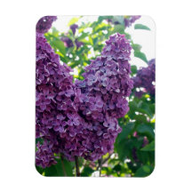 Pretty Purple Lilacs Rectangular Magnet