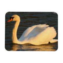 Pretty Swan Flexible Magnet