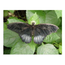 Pretty Tropical Butterfly and Flowers Postcard