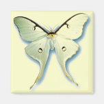 Pretty White Butterfly Design Refrigerator Magnet