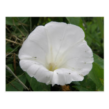 Pretty White Convolvulus Flower Flower Postcard