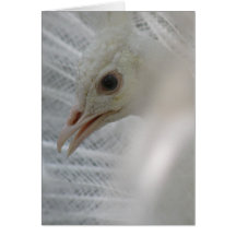 Pretty White Peacock Greeting Card