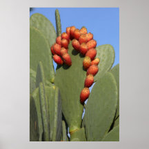 Prickley Pear Cactus Poster