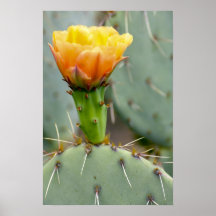 Prickly Pear Cactus and flower Print