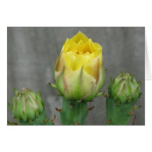 Prickly Pear Cactus Bloom Cards