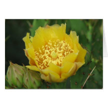 Prickly Pear Cactus Bloom Cards