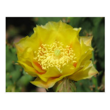 Prickly Pear Cactus Blooms Post Cards