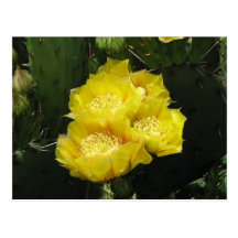 Prickly Pear Cactus Blooms Postcards