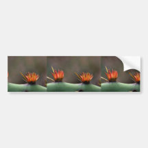 Prickly Pear cactus Bumper Sticker
